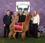 Left to right: Ian Lutz, Jude Anderson, Pat Badger, Amanda VanDenboch, and Jennifer Lutz pose with Judges' Choice Hucaya Female, CCNF Lilah.