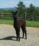Silken Damask Cria #1