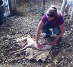Jennifer starts to peel the membranes off of Saphira's new cria just moments after its birth.