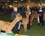 This could get ugly before we're through. Three fawn females from Tripping Gnome Farm (including the eventual Champion) with three handlers from CCNF.  Sam Lutz schools his parents (again).