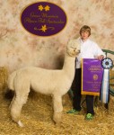 Invictus as a yearling at this falls' Green Mountain show.  Was it 'da shoes? Probably not.