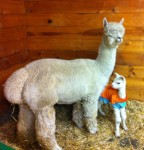 Cadenza and her as yet unnamed Snowmass Elite Legend son in the CCNF Arena's warm room on Friday morning.