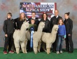 The winning Get of Sire entry for Snowmass Elite Legend featuring (left to right) CCNF Hyperion, CCNF Elixir, and TGF Snow Legend. The 8 members of the Lutz and Munro families were all very happy with the result  but SO ready to sleep in their own beds again by the time this was taken.