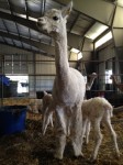 Saphira and her two little ones Friday afternoon.