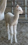 Sugar Snow's little EL girl at 5 days of age.