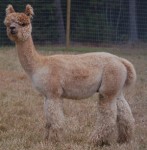 Snowmass Legacy Gold in 2007 at Tripping Gnome Farm.
