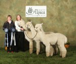 Brothers in Arms at the Empire Trifecta, our winning Get of Sire AND Breeders Best Three entry, front to back: CCNF Defiance, CCNF Elixir, and CCNF Hyperion
