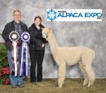 Neil and Bari Padgett of Apaca Fun Farm with CCNF Elixir at the VAOBA Alpaca Expo yesterday afternoon.
