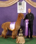 Snowmass Canopa's Kahuna winning the Fawn Male Championship at the 2012 Futurity, the second year in a row he took that honor.
