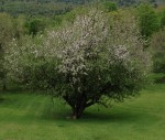 The apple blossoms in the old orchard below our house are starting to come alive!