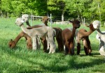 Our group of shorn juvenile females enjoys some green grass on late Sunday afternoon.