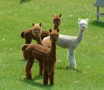 weanergirlsMay2013
