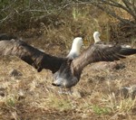 albatross1