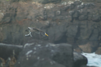 albatrosstakeoff3