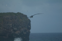 albatrosstakeoff4