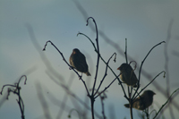 finches1