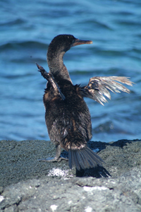 flightlesscomurant