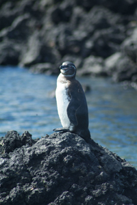 galapagospenguin