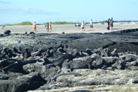 iguanaforest