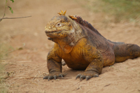 landiguana