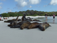 sealions3