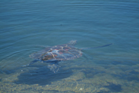 seaturtle