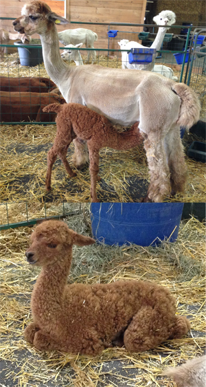 The first cria of 2014 (Snowmass Conopa's Kahuna x CCNF Golden Bliss) enjoys a nurse off of her mama and then a nap. Life is good.