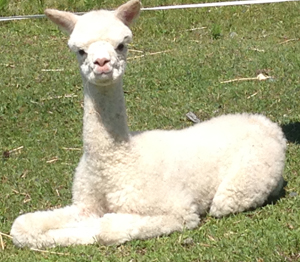 Elixir and Scrumptious' litte girl grabs some sunshine outside of the CCNF Arena earlier today.