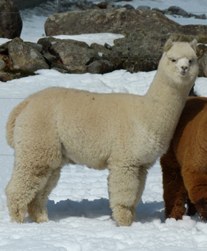 CCNF Alpacas at the 2015 Parade of Champions Auction!