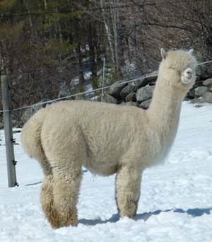 CCNF Constellation (Snowmass Elite Legend x CCNF Consolation) is lot 25 at the PoC.