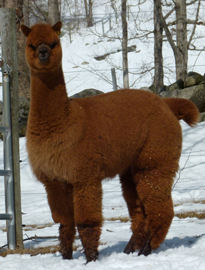CCNF Tikka (Snowmass Conopa's Kahuna x CCNF Masala) is lot #48 at the PoC.