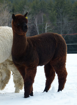 CCNF Tipitina (Snowmass Matrix Majesty x CCNF Tanzania) is lot #4 at the 2015 PoC. 