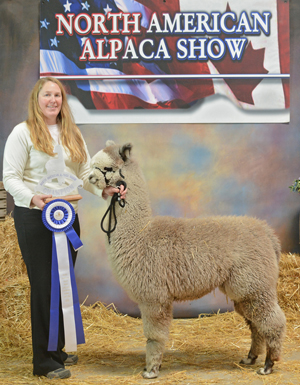 CCNF Abby Rose, Lot #9 at the Breeders Edge Sale