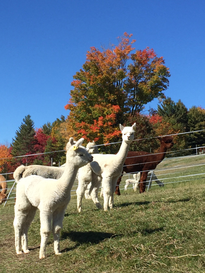 Some of the 2015 birth class enjoying a sunny day outside the CCNF Arena this morning.