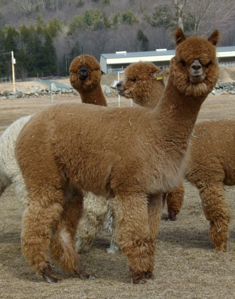 2016 Parade of Champions, Lot #52: CCNF Adelia