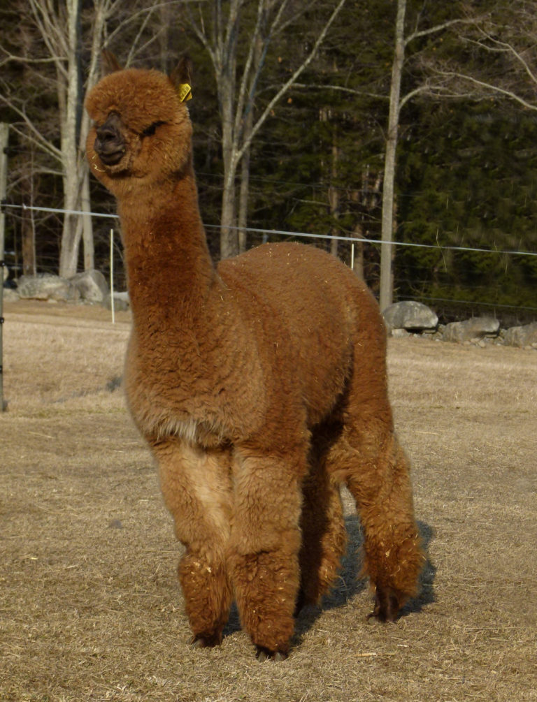 2016 Parade of Champions, Lot #4: CCNF Antebellum