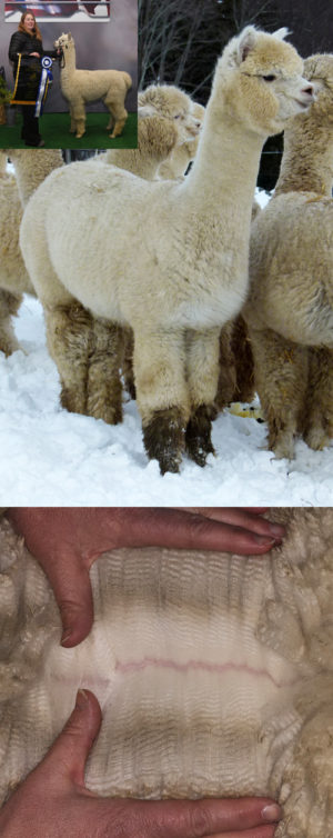 CCNF Sweet Confection: Lot #10 at The Futurity Sale!