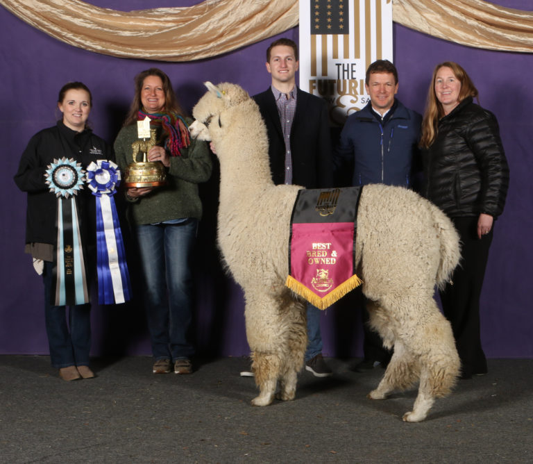 CCNF Angiolo officially becomes a working Herdsire!