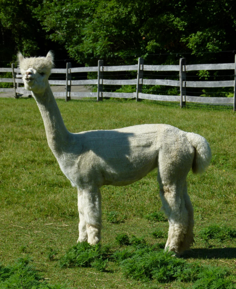 CCNF Females at the Snow Diamond Select Auction!