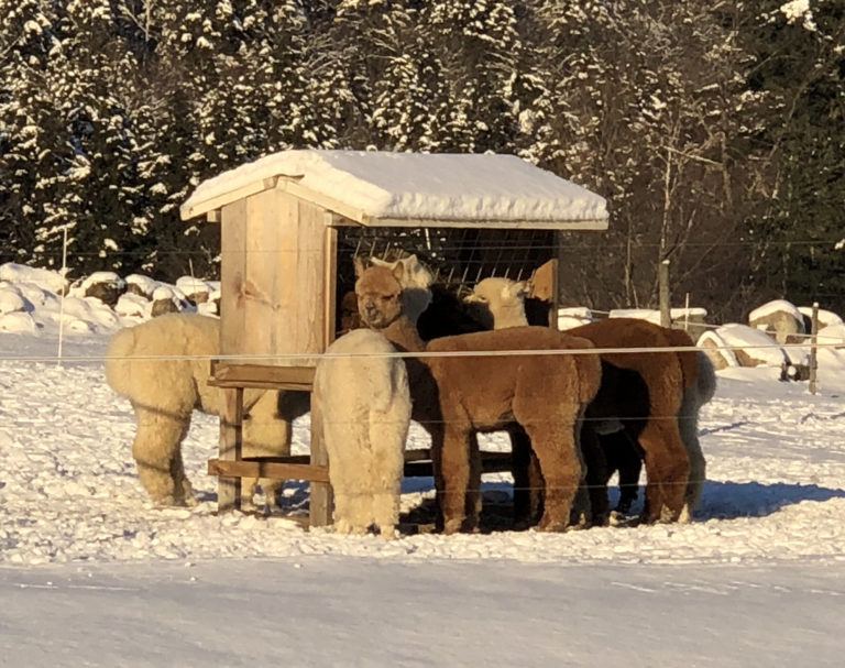 Mid-Winter Meanderings