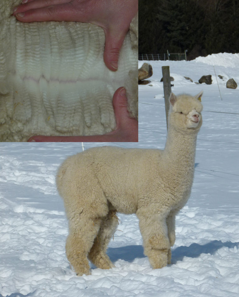 Thank You To Our Futurity Buyers!