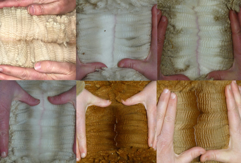 New Herdsire Listings for 2019!