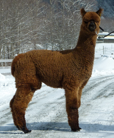 CCNF Females at the 2019 Parade of Champions Auction!
