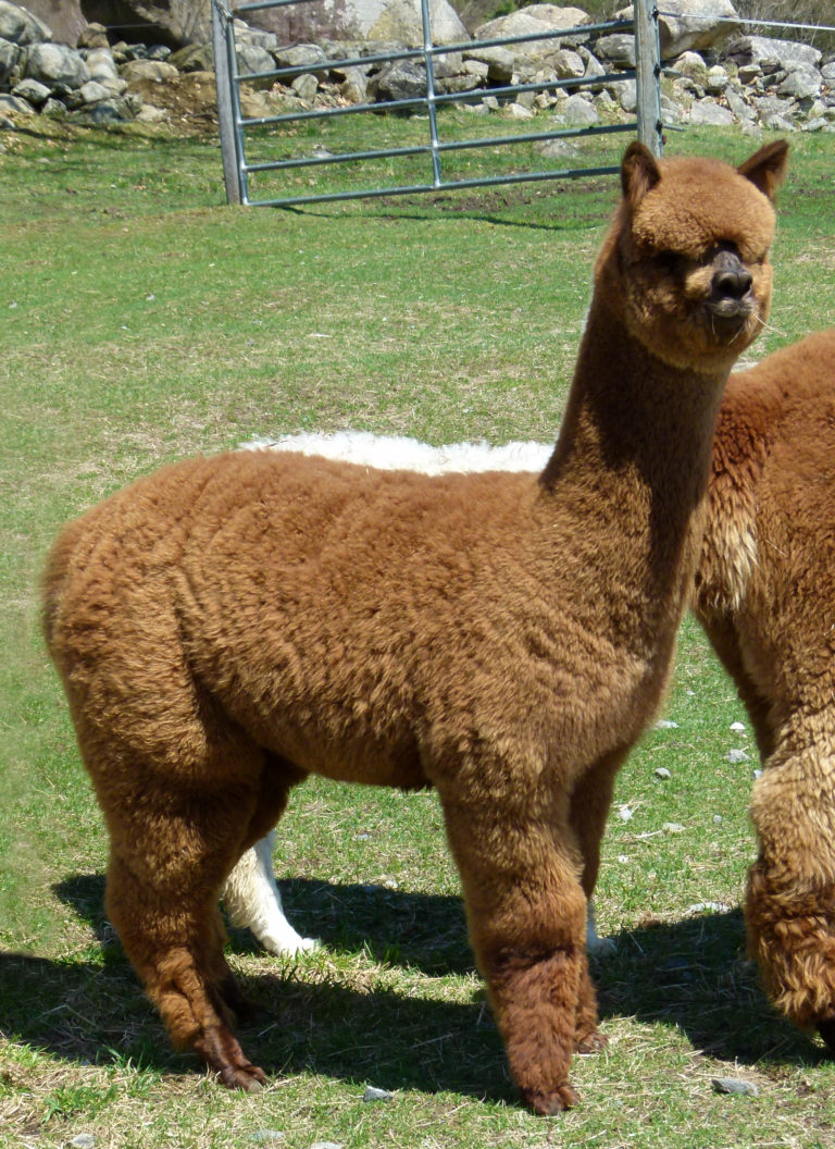 CCNF Females at the 2019 Royal Progeny Auction!