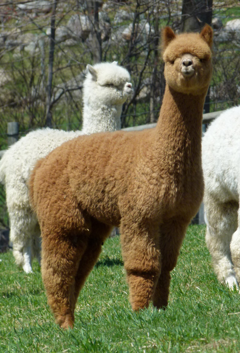 CCNF Females at the 2020 Amber Autumn Auction!