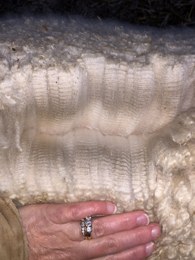 Thank you to our Amber Autumn Auction buyers!