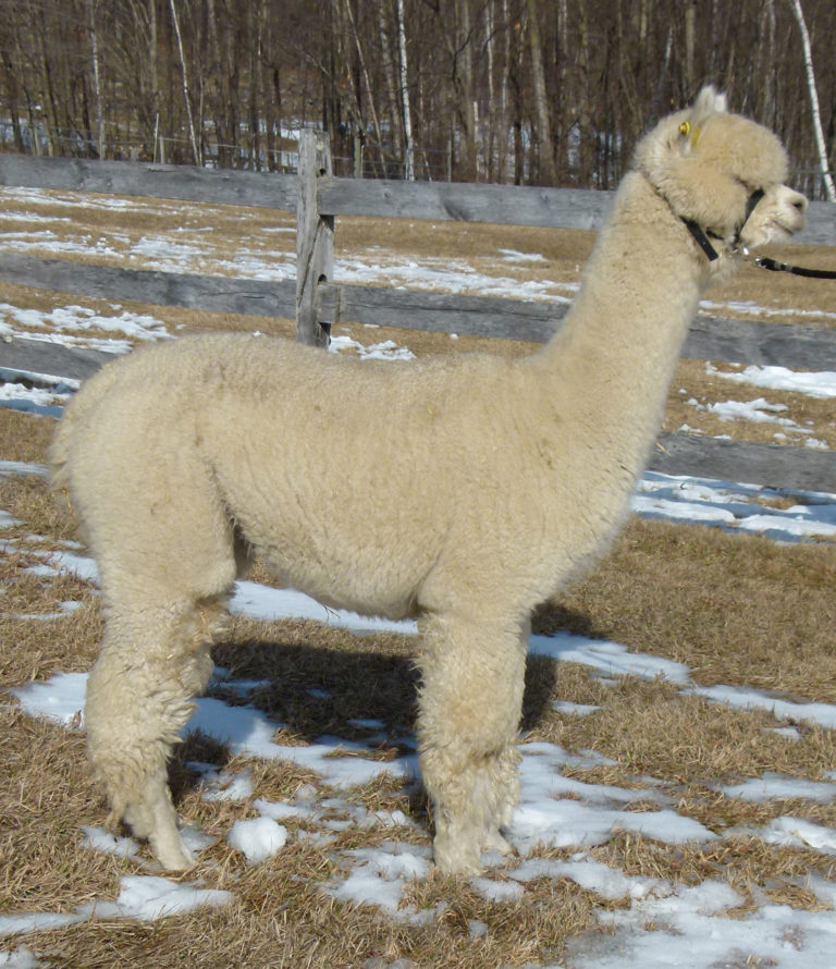 CCNF Requiem en Rose, 2020 Futurity Sale, Lot #9