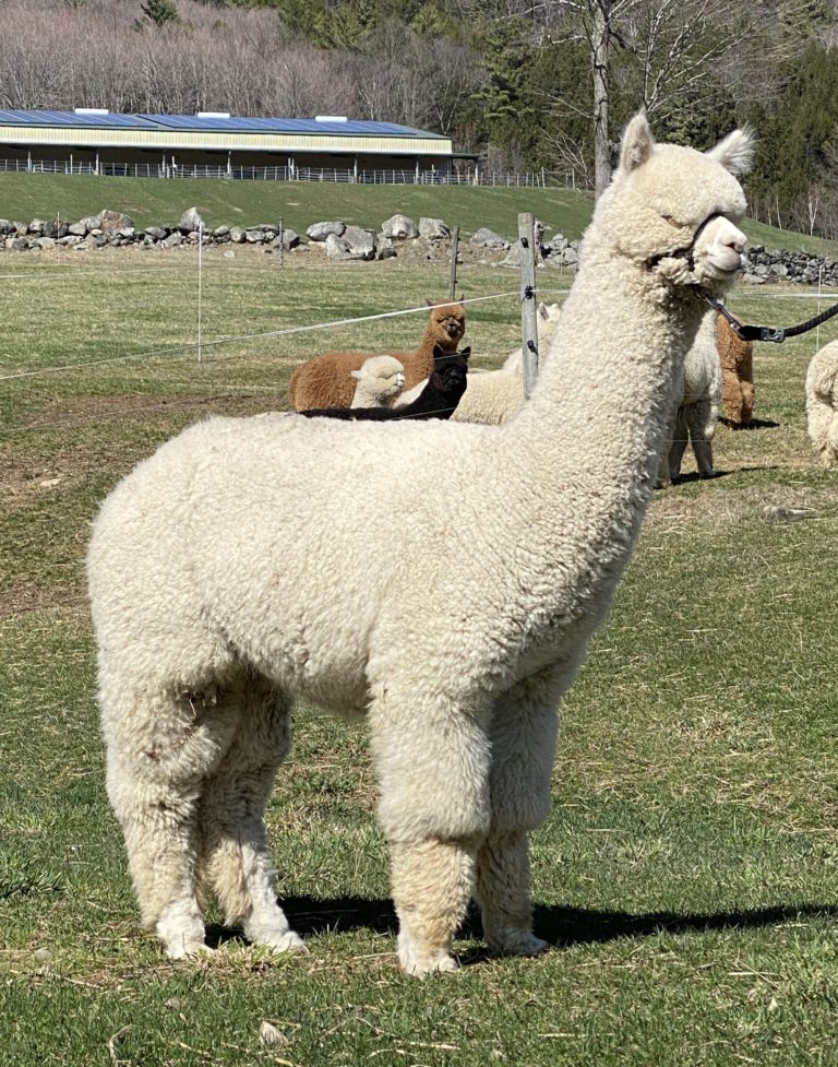 CCNF Isoletta, 2020 Futurity Sale, Lot #35