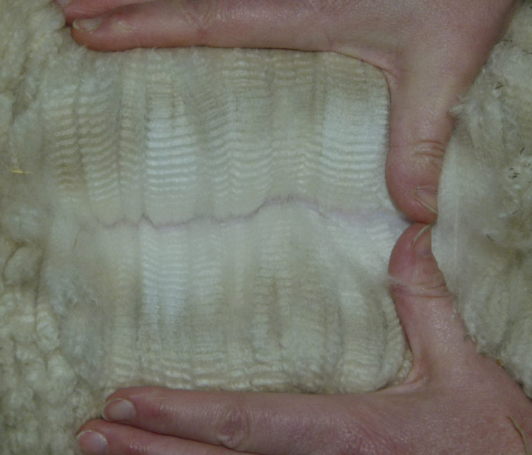 Thank You Broad Creek Alpacas!