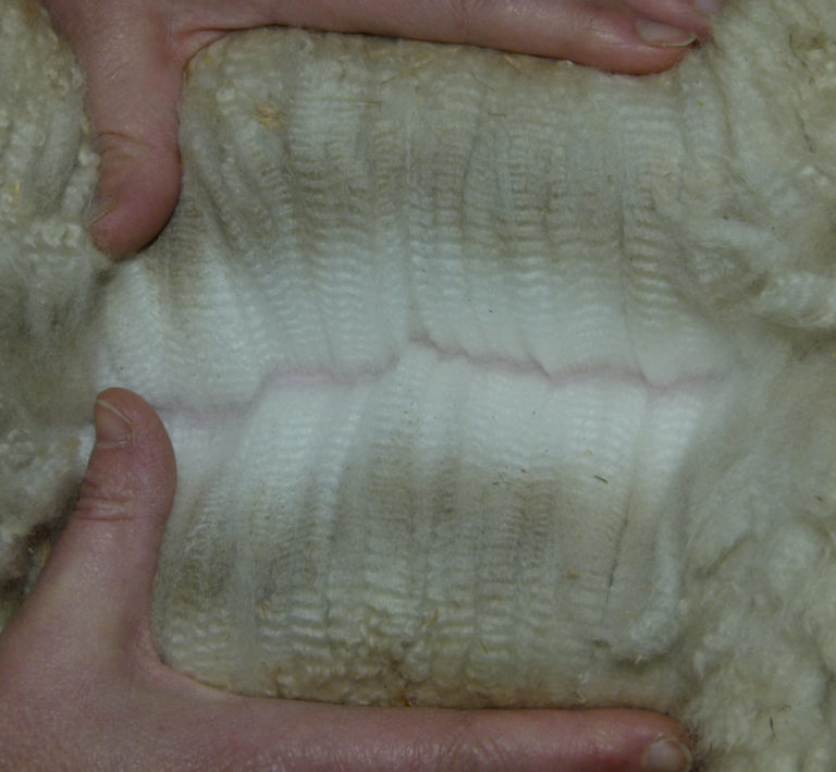 Bataclan Rises: CCNF at the 2020 AOA National Fleece Show